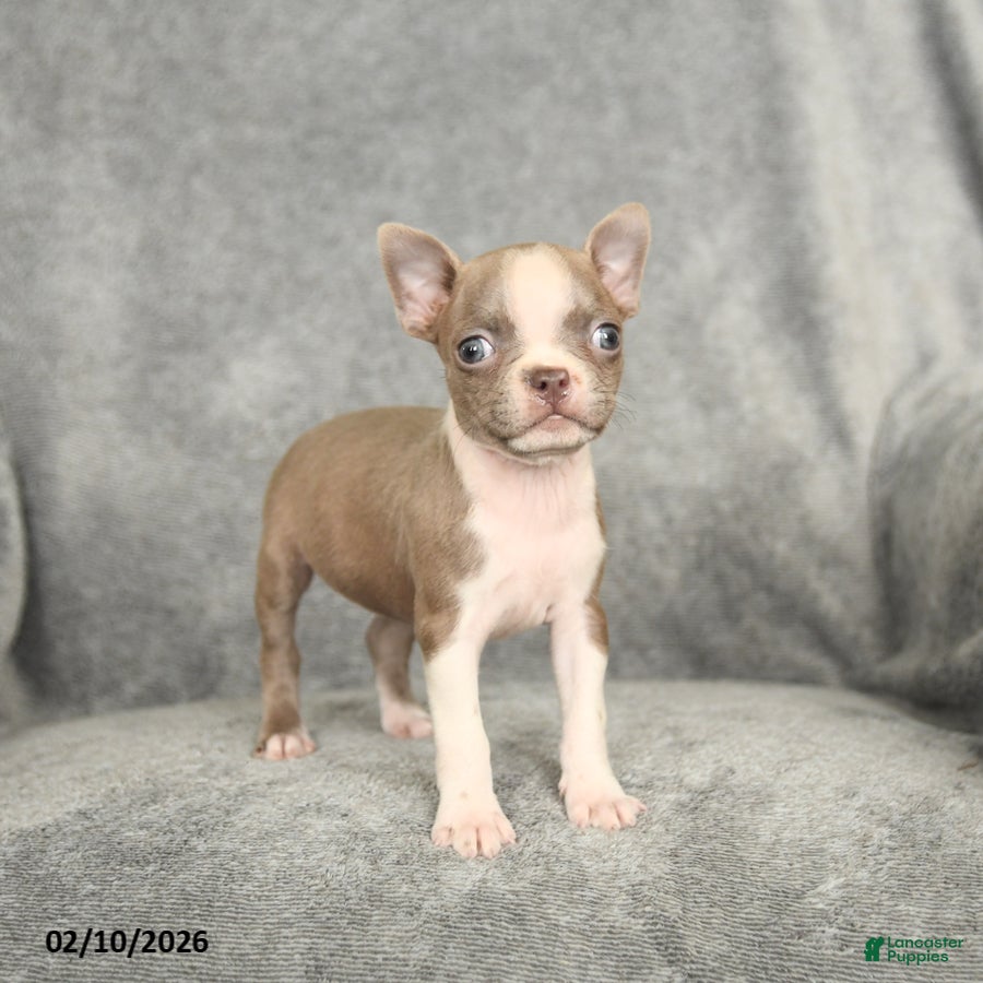 Boston Terrier dogs Duchess - Ad 16