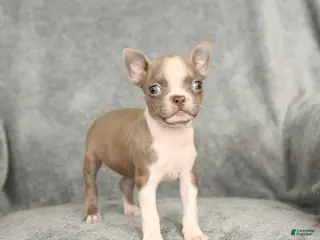 Boston Terrier dogs Duchess - Ad 16