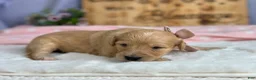 Goldendoodle dogs for sale: Wilhelma - Ad 4