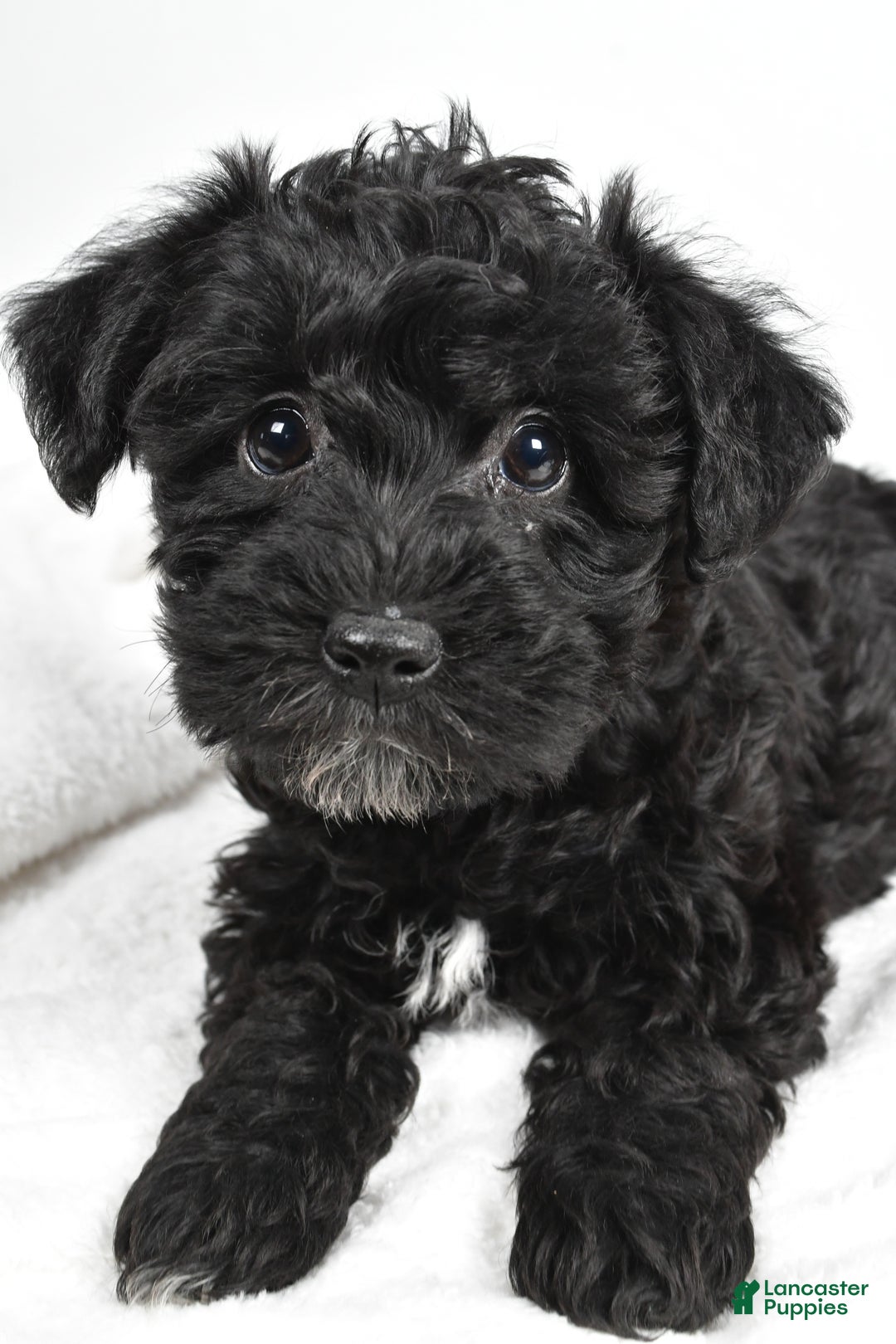 Mixed Breed dogs for sale: Chloe - Ad 2