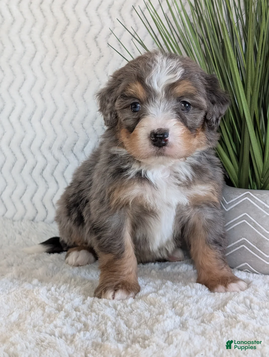 Mini Bernedoodle dogs for sale: Mini River  - Ad 2