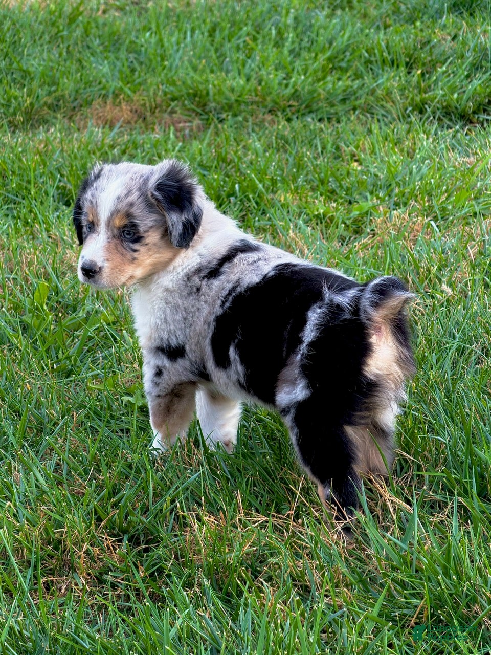 Miniature Australian Shepherd dogs for sale: Compton - Ad 9