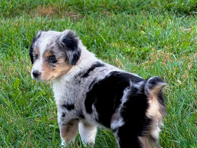 Miniature Australian Shepherd dogs for sale: Compton - Ad 9