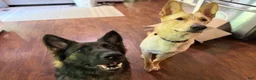 German Shepherd dogs for sale: Toes - Ad 8