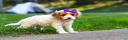 Cavapoo dogs for sale: Katie - Ad 4