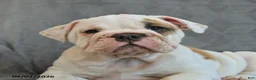 English Bulldog dogs for sale: Queen   - Ad 3