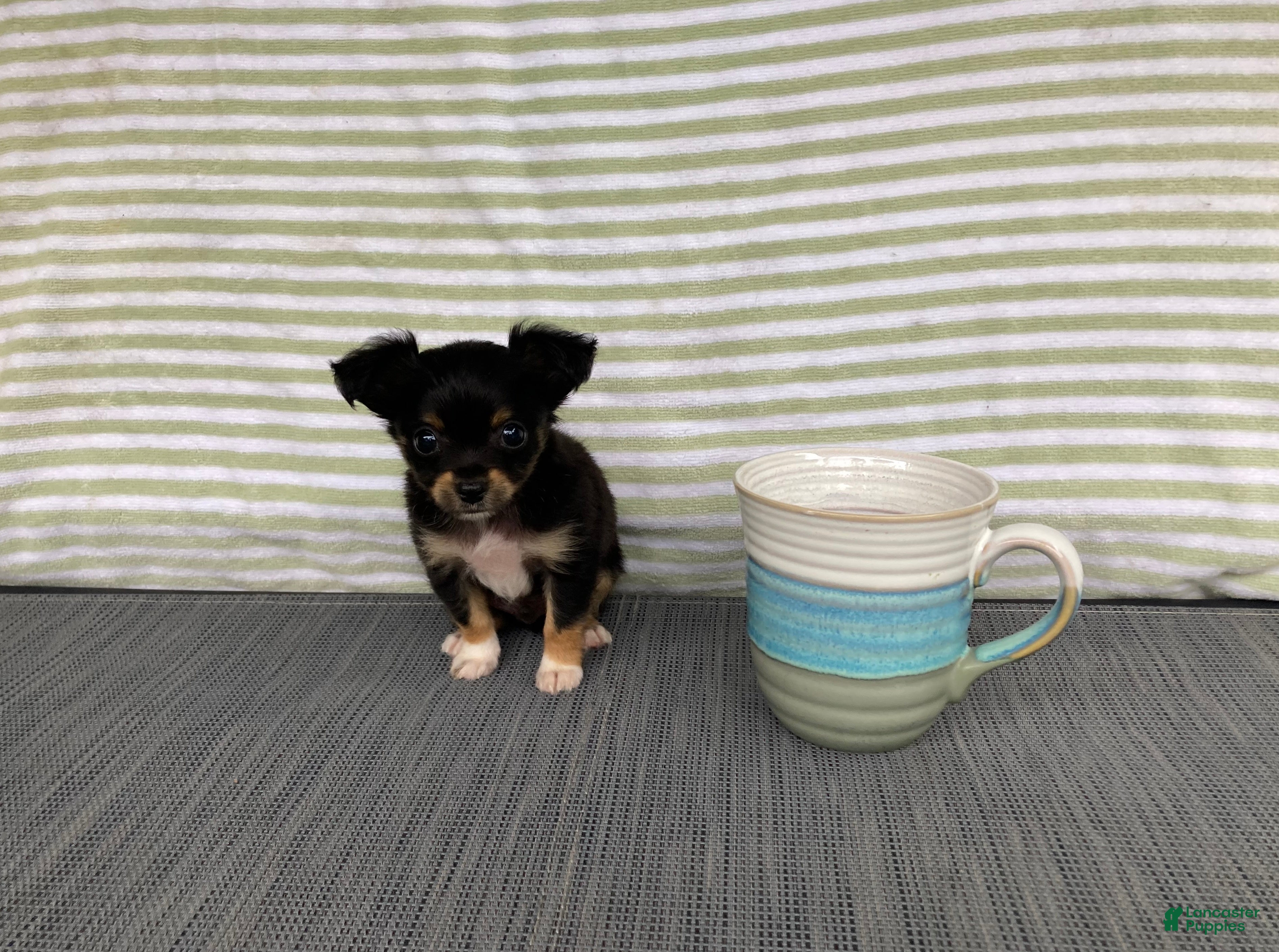 Chihuahua dogs Bodie - Ad 2