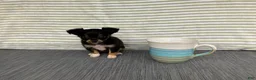 Chihuahua dogs for sale: Bodie - Ad 2