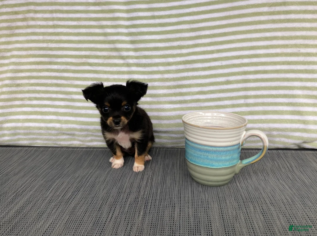 Chihuahua dogs for sale: Bodie - Ad 2