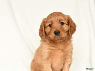 Miniature Golden Retriever dogs Eli - Ad 10