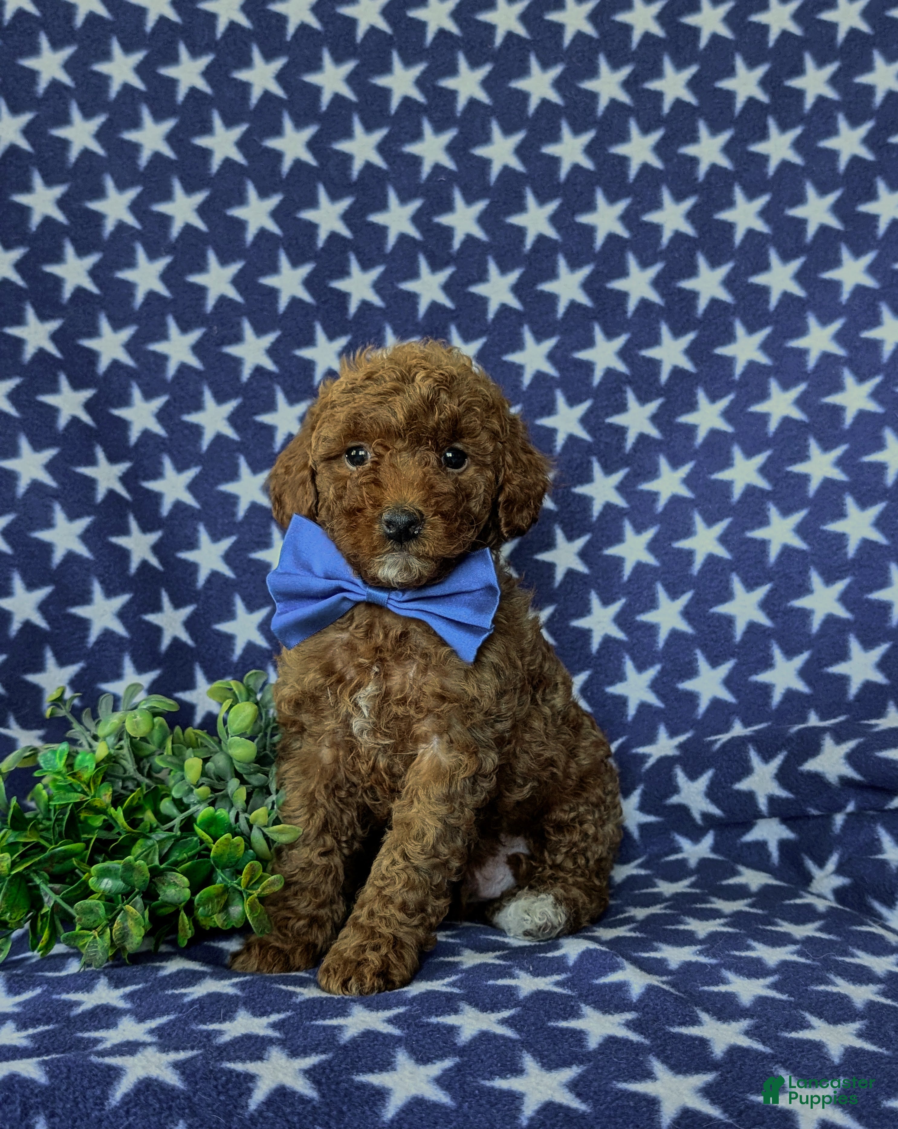 Mini Goldendoodle dogs Rumford 10 lbs full grown - Ad 2