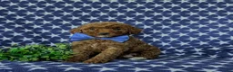 Mini Goldendoodle dogs for sale: Rumford 10 lbs full grown - Ad 2