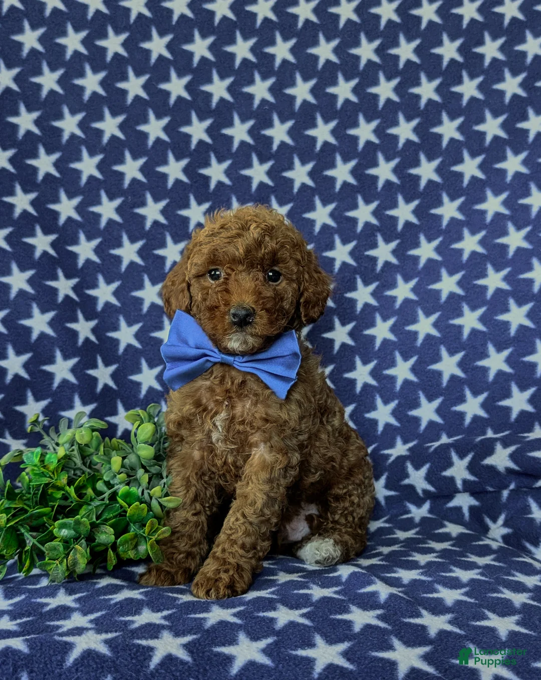 Mini Goldendoodle dogs for sale: Rumford 10 lbs full grown - Ad 2