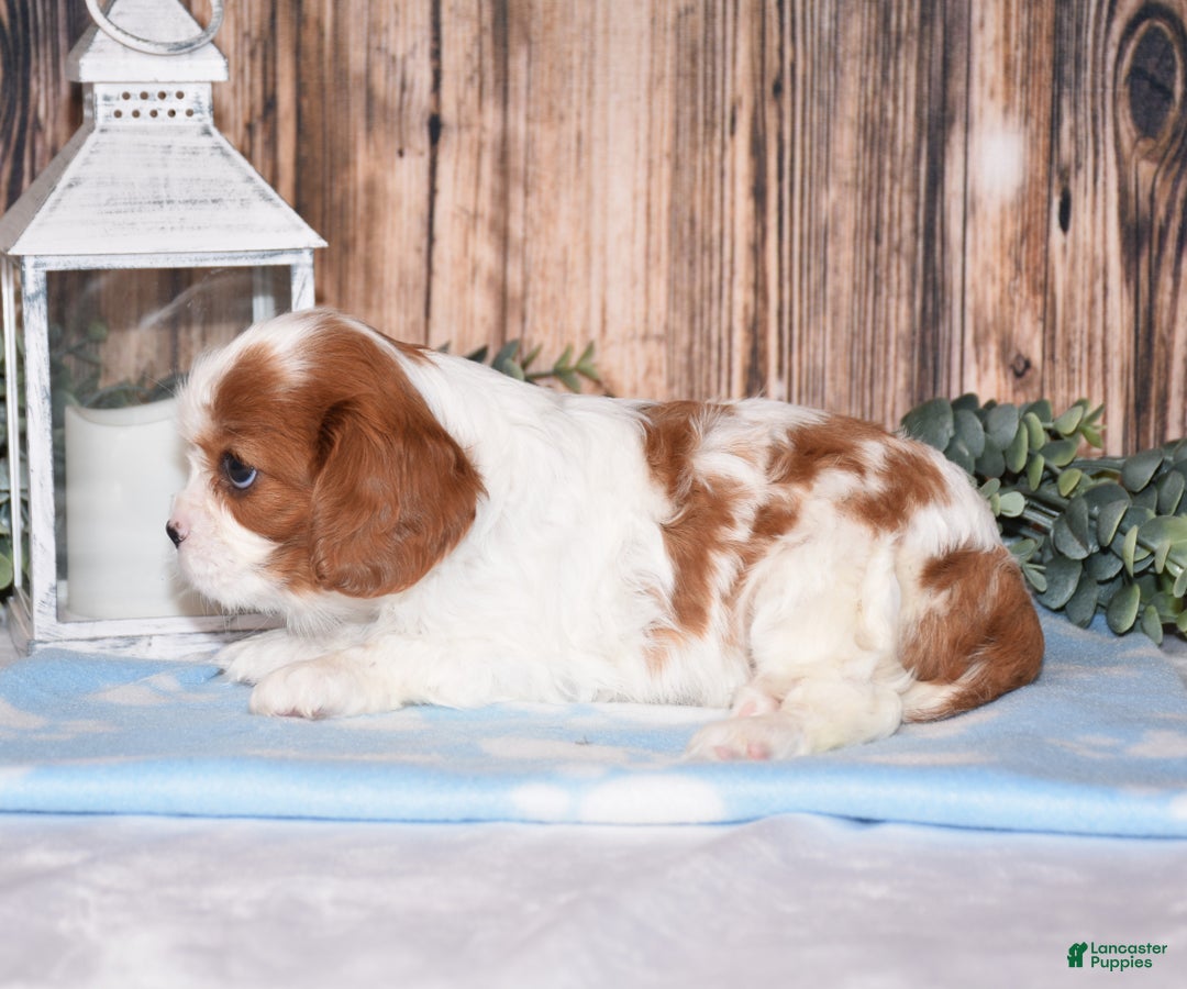 Cavalier King Charles Spaniel dogs for sale: Fanya - Ad 7