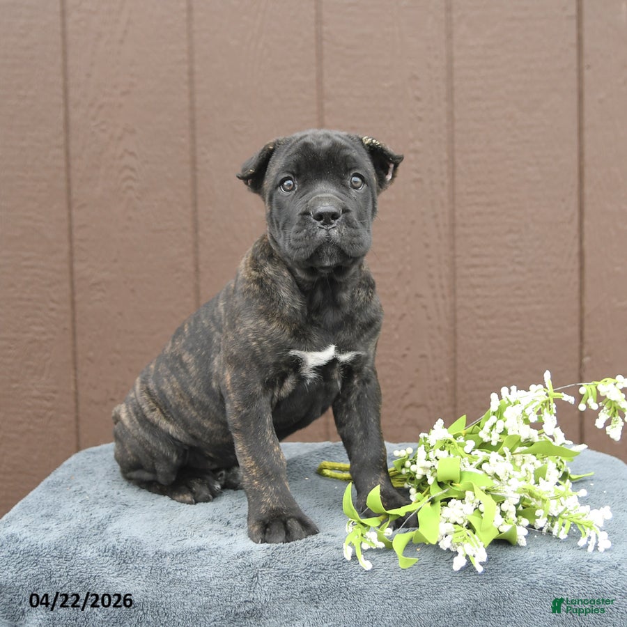 Cane Corso dogs Beauty - Ad 2