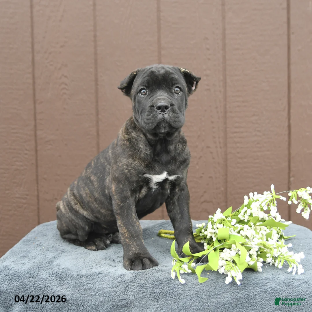 Cane Corso dogs for sale: Beauty - Ad 2