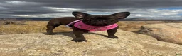 French Bulldog dogs for sale: French Bulldog 1 - Ad 16