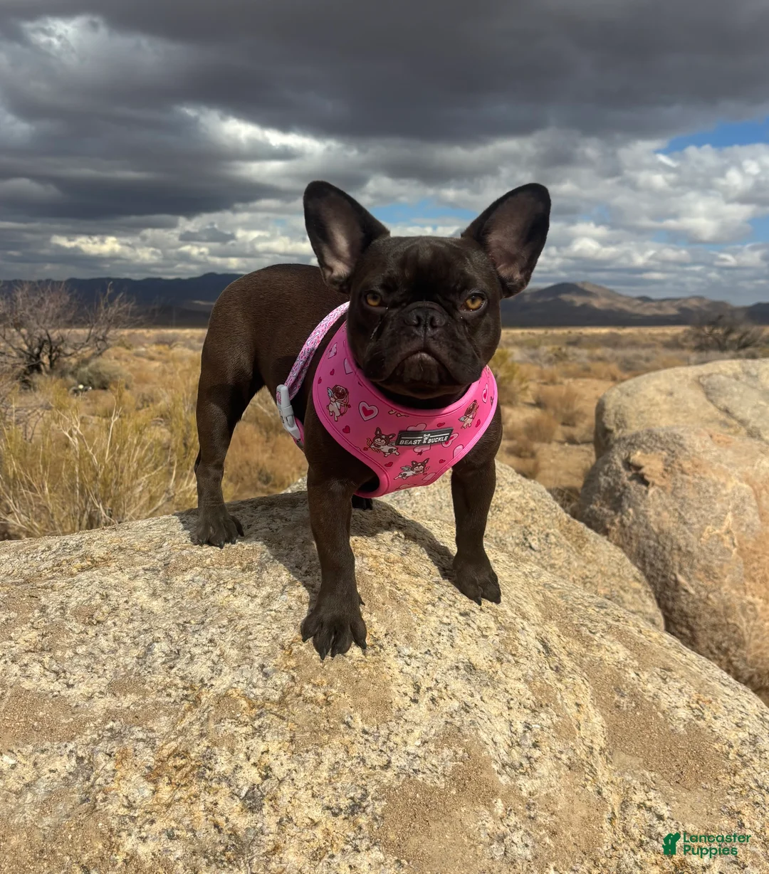 French Bulldog dogs for sale: French Bulldog 1 - Ad 16