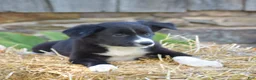 Border Collie dogs for sale: Tenleigh - Ad 6