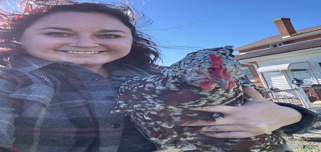 Gallery Image {{count}}