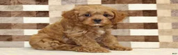 Cavapoo dogs for sale: Dylan - Ad 4