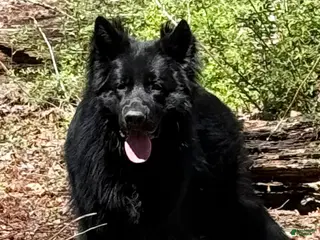 German Shepherd dogs German Shepherd - Ad 23