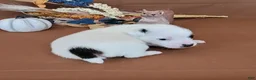 Jack Russell Terrier dogs for sale: Nash purebred JRT  - Ad 7