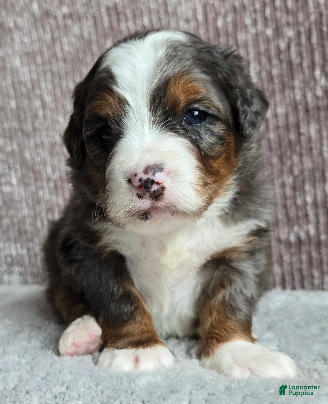 Mini Bernedoodle dogs for sale: Mini Sophie - Ad 4