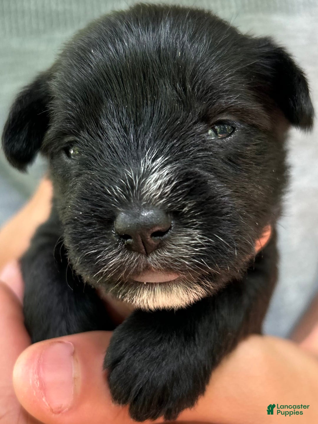 Miniature Schnauzer dogs for sale: Cory - Ad 5