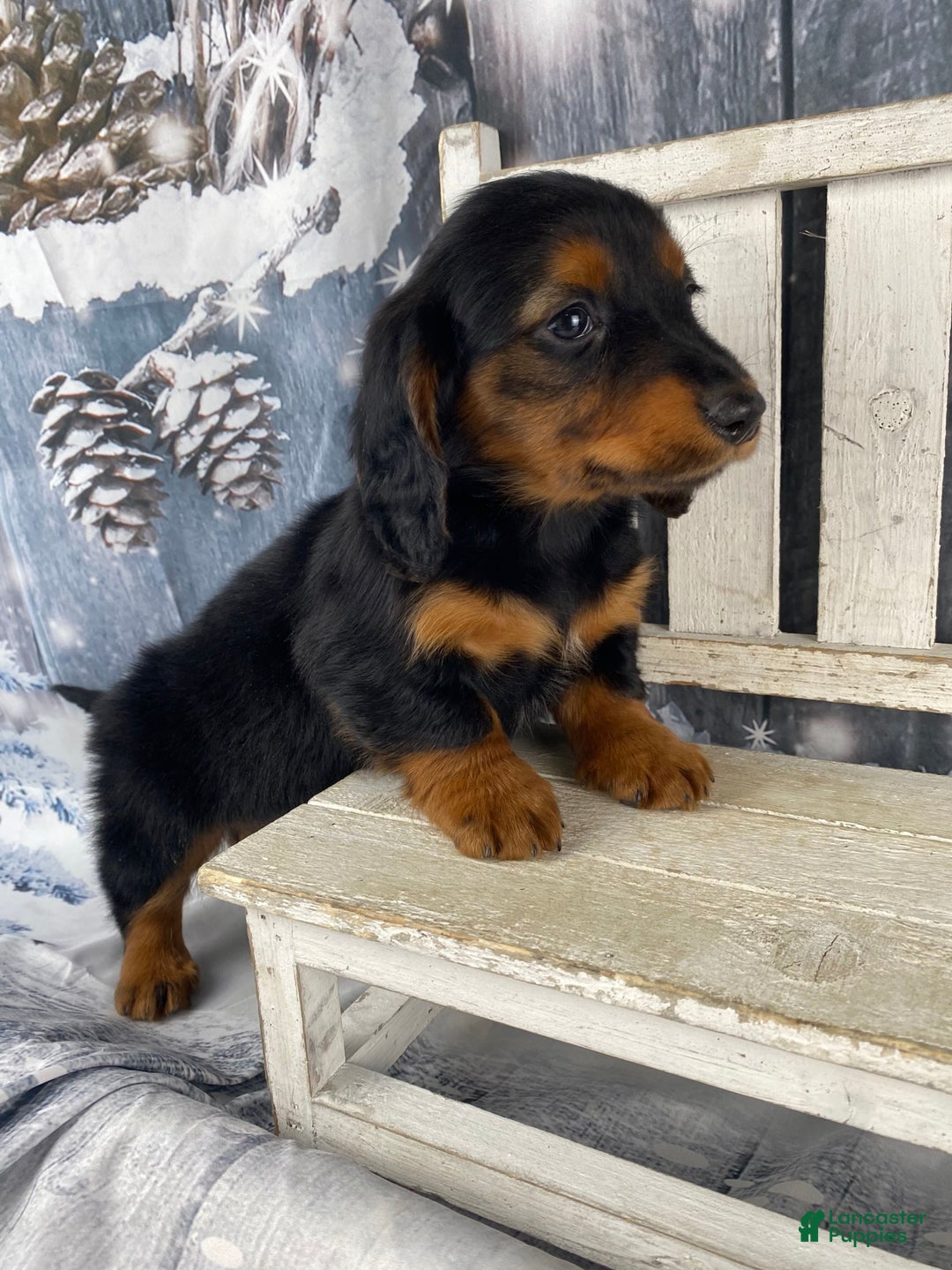 Miniature Dachshund dogs for sale: Tiffany - Ad 5