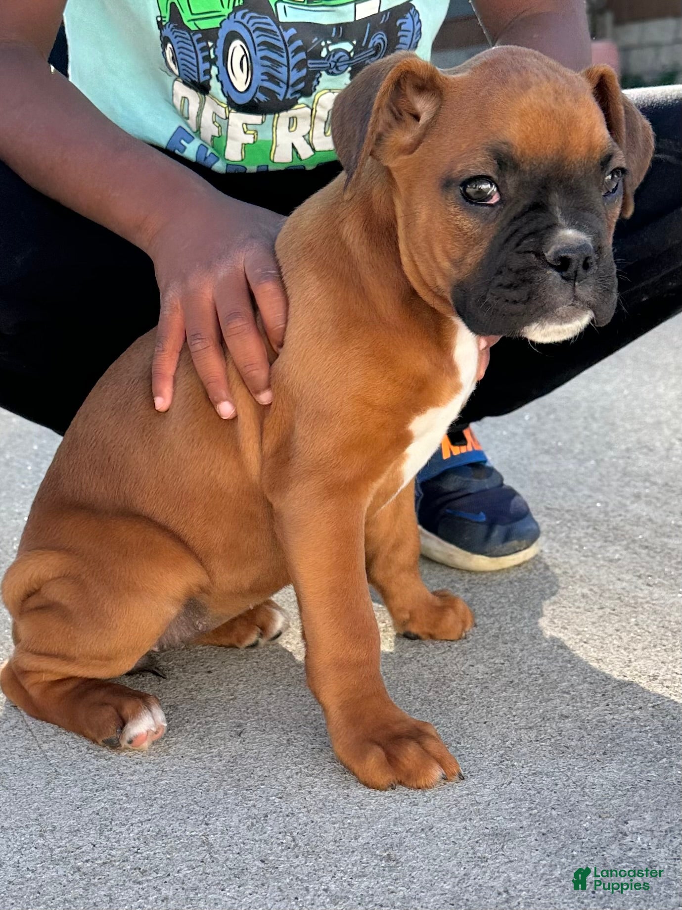 Boxer dogs for sale: Giana - Ad 1
