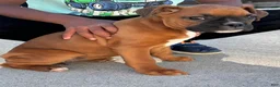 Boxer dogs for sale: Giana - Ad 1