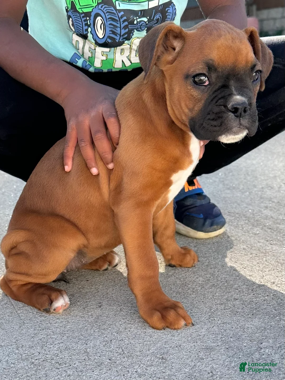 Boxer dogs for sale: Giana - Ad 1