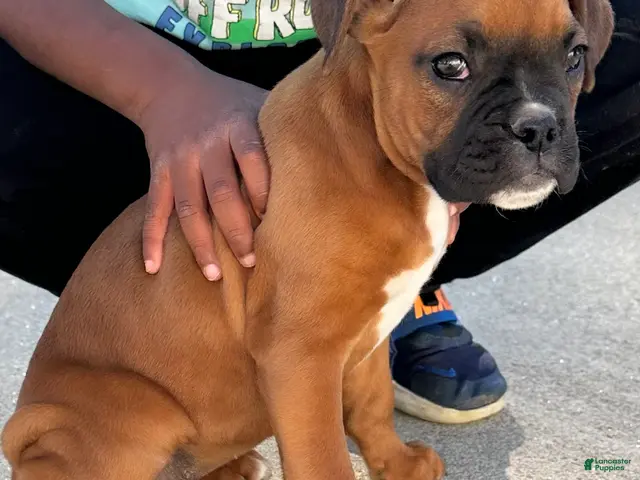 Boxer dogs for sale: Giana - Ad 2