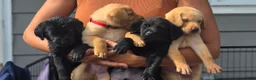 Labrador Retriever dogs for sale: Luigi - Ad 6