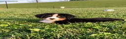 Bernese Mountain Dog dogs for sale: North - Ad 4