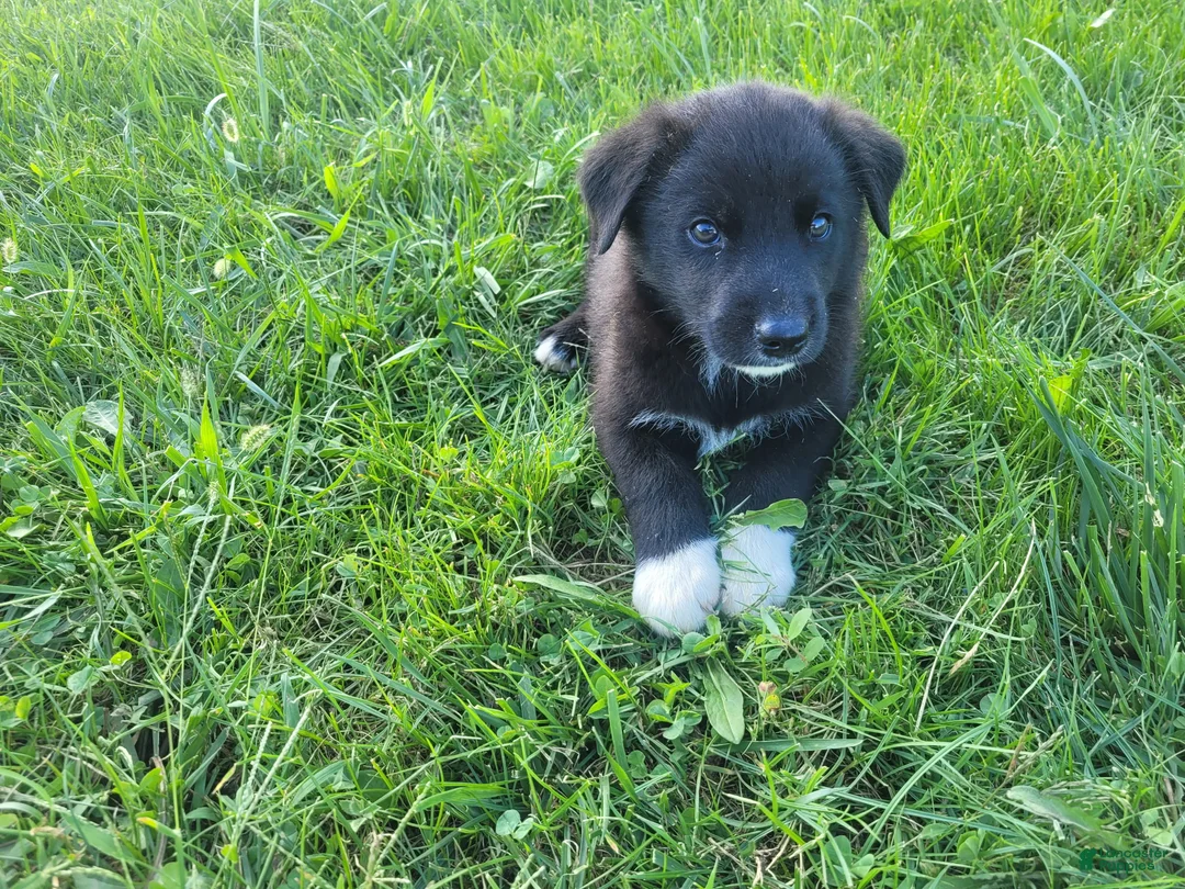 Sheprador dogs for sale: John  - Ad 5
