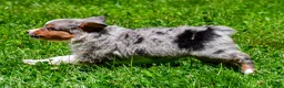 Miniature Australian Shepherd dogs for sale: Fancy - Ad 7