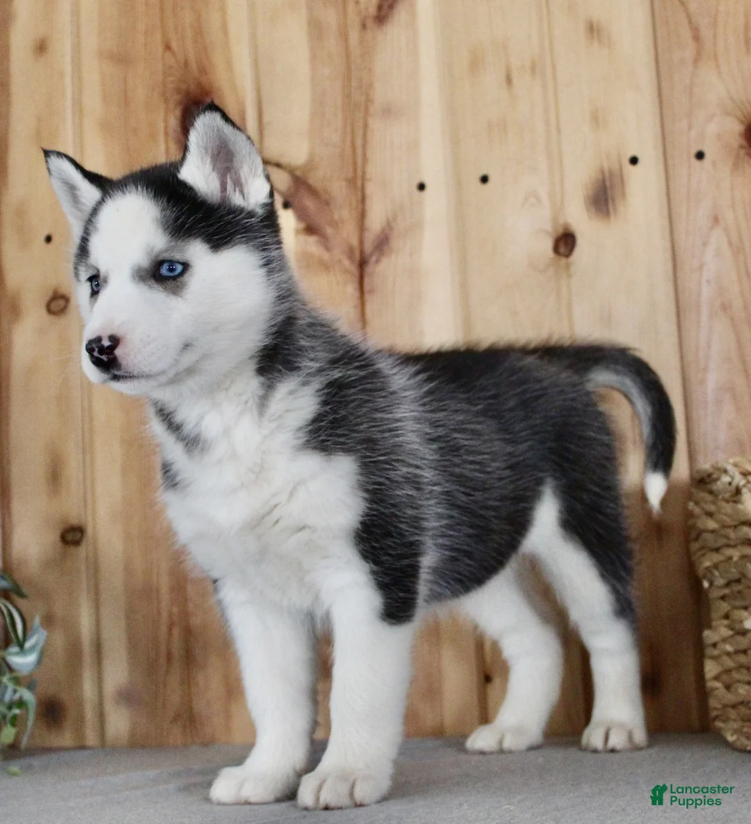 Siberian Husky dogs for sale: Lulu - Ad 7