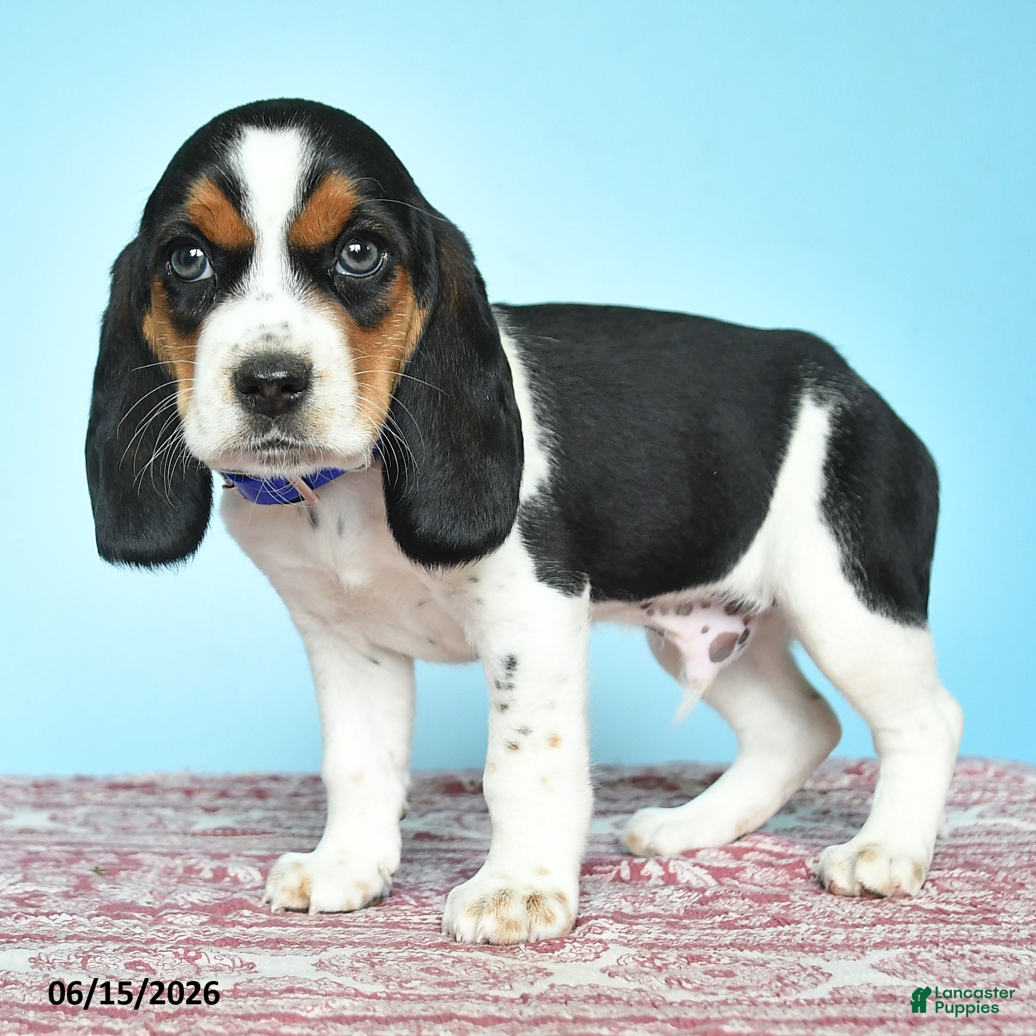 Beagle dogs Wesley - Ad 2
