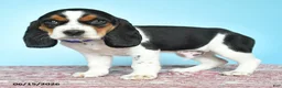 Beagle dogs for sale: Wesley - Ad 2