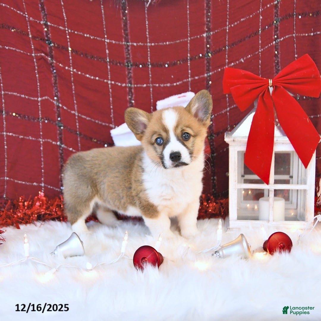 Welsh Corgi Pembroke dogs for sale: Allie - Ad 5