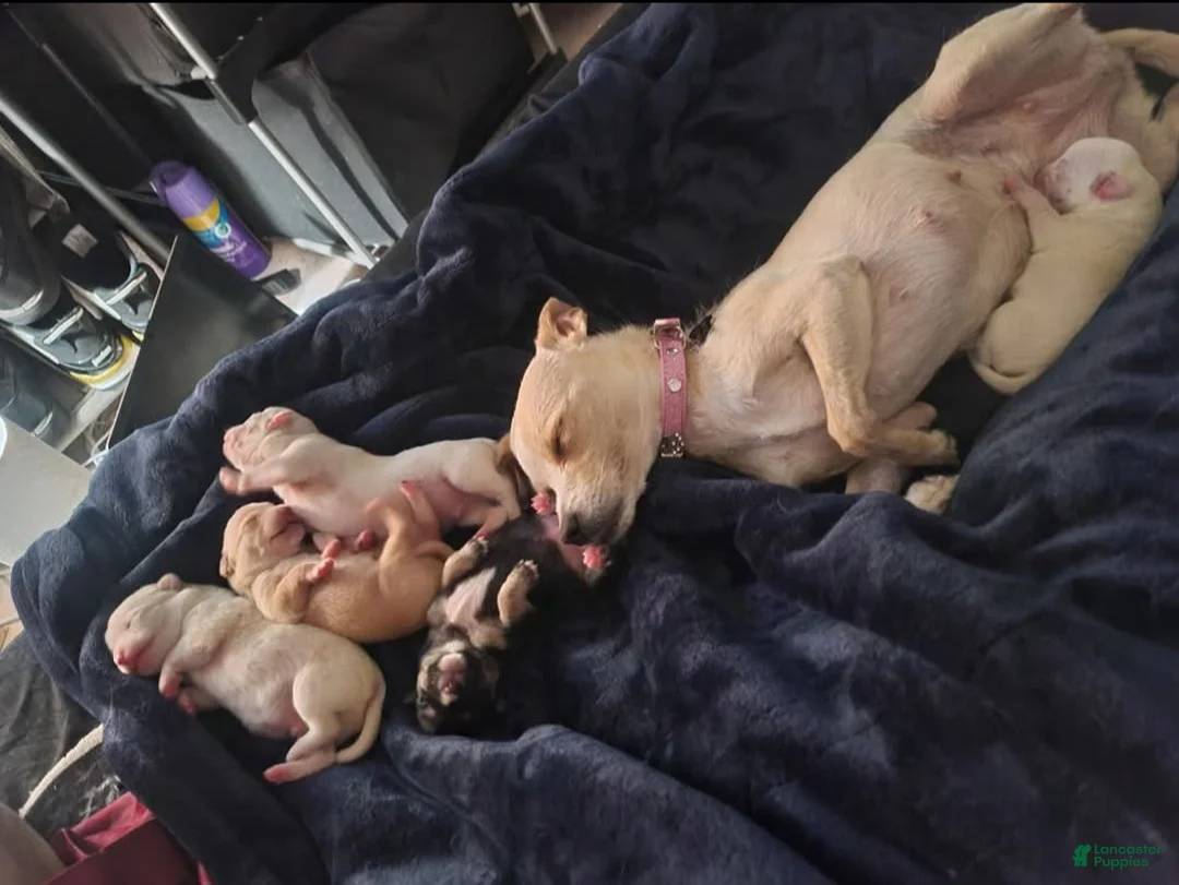 Gallery Image {{count}}