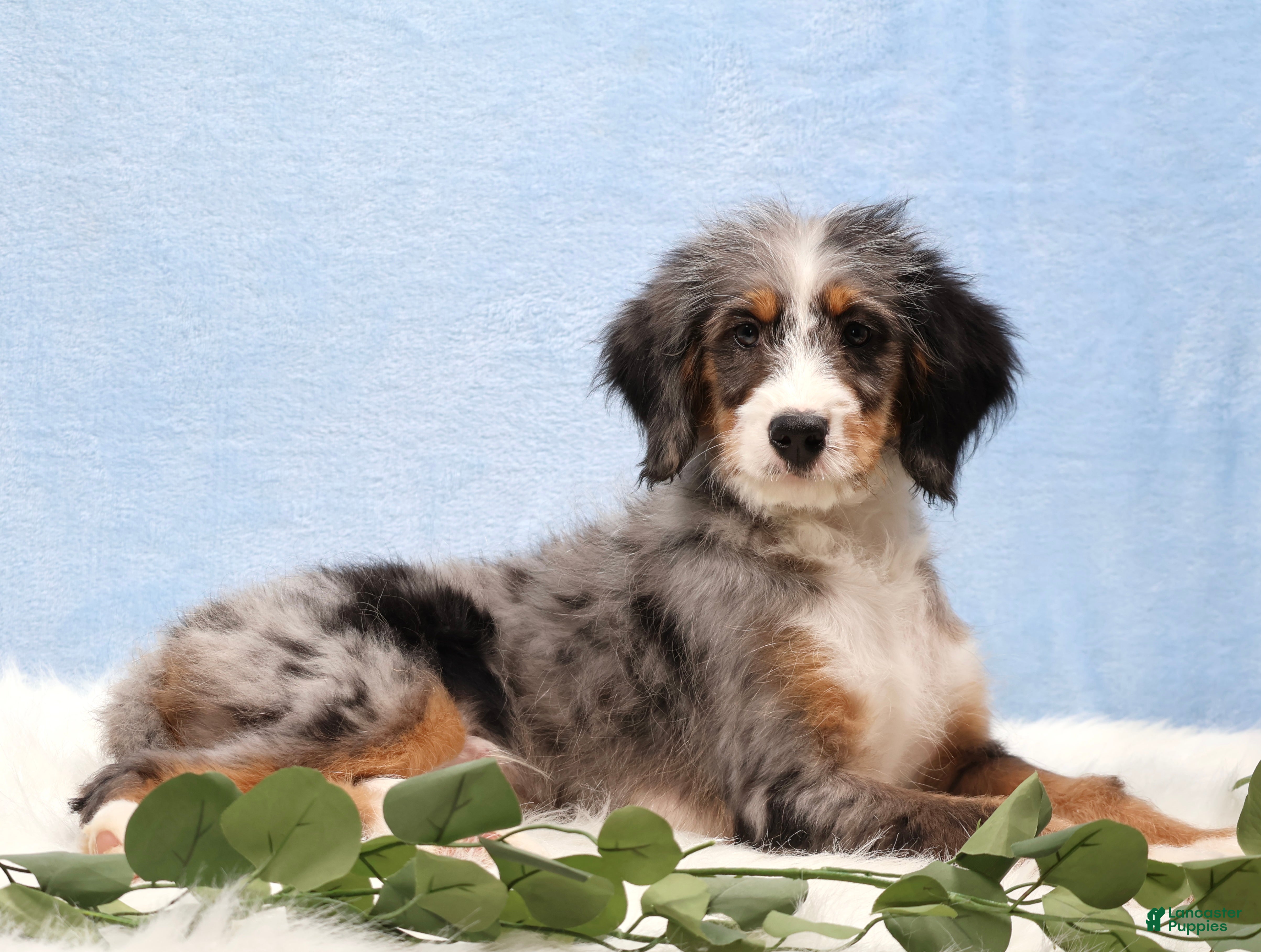 Mini Bernedoodle dogs Bingo - Ad 1