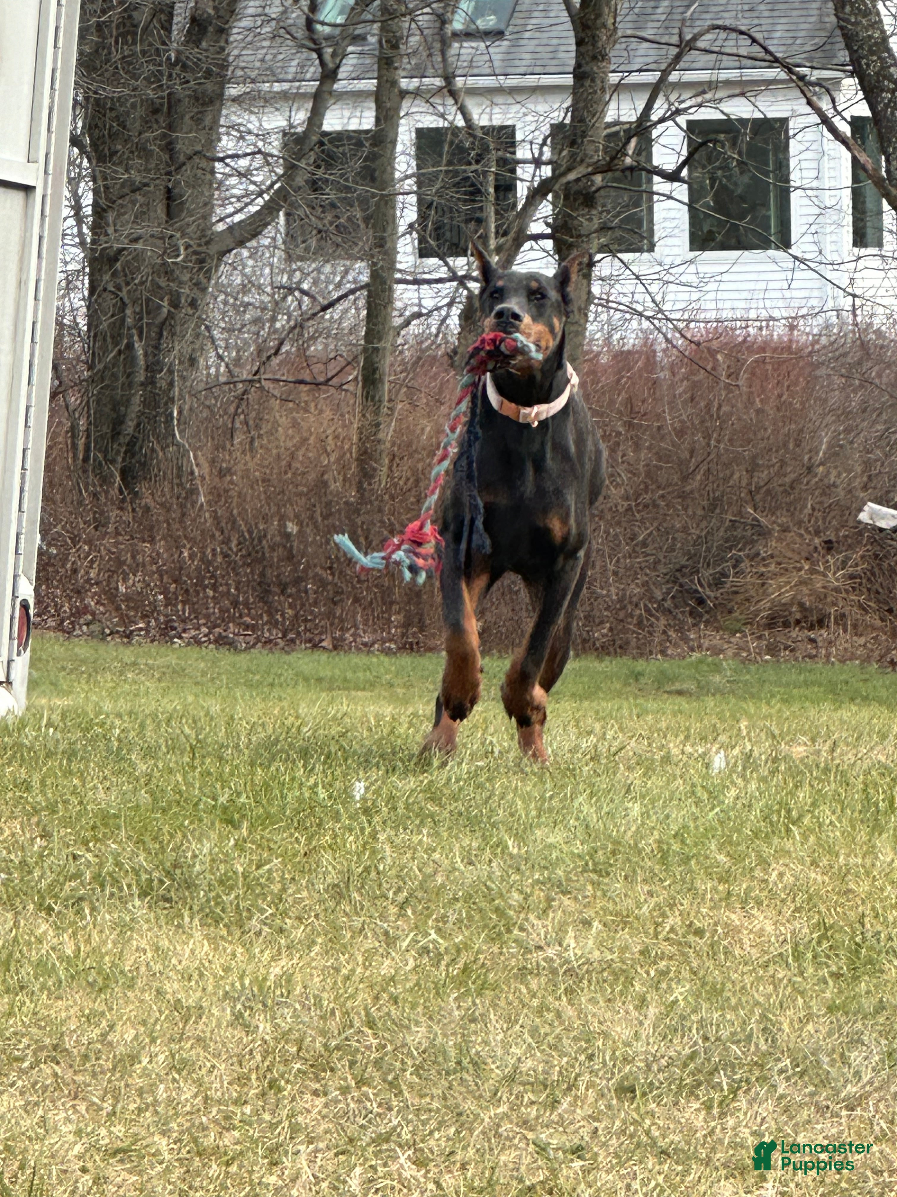 Doberman Pinscher dogs RIPP  - Ad 3