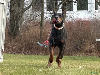 Doberman Pinscher dogs RIPP - Ad 2
