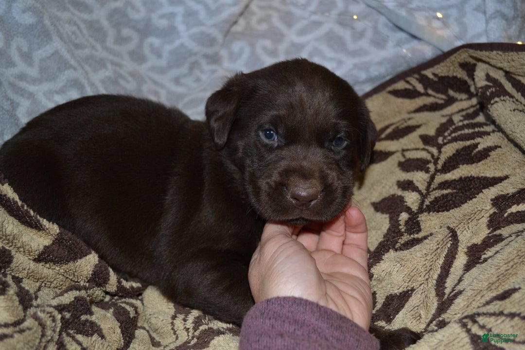 Labrador Retriever dogs for sale: Manny - Ad 1