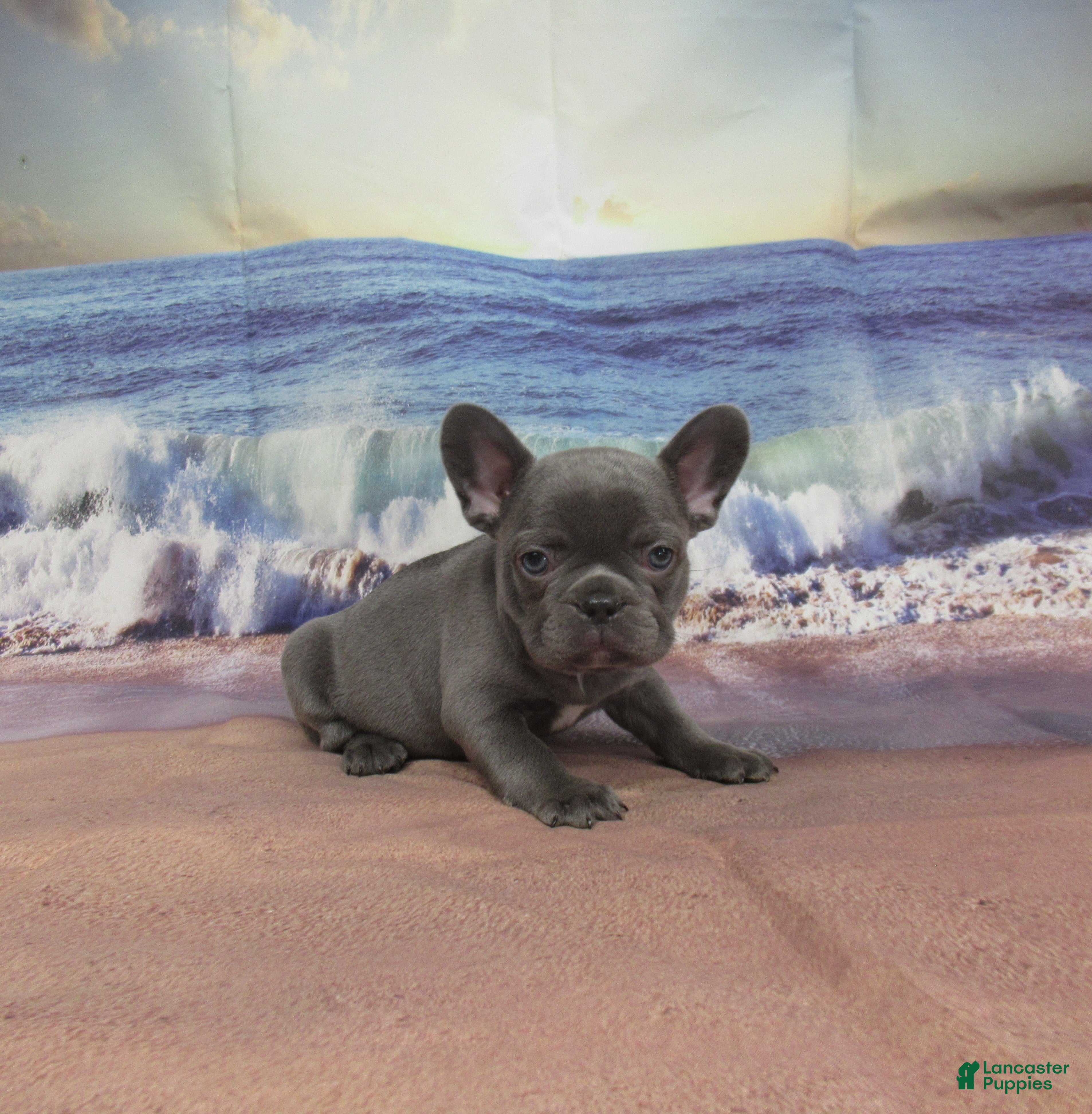 French Bulldog dogs AKC Raina - Ad 2