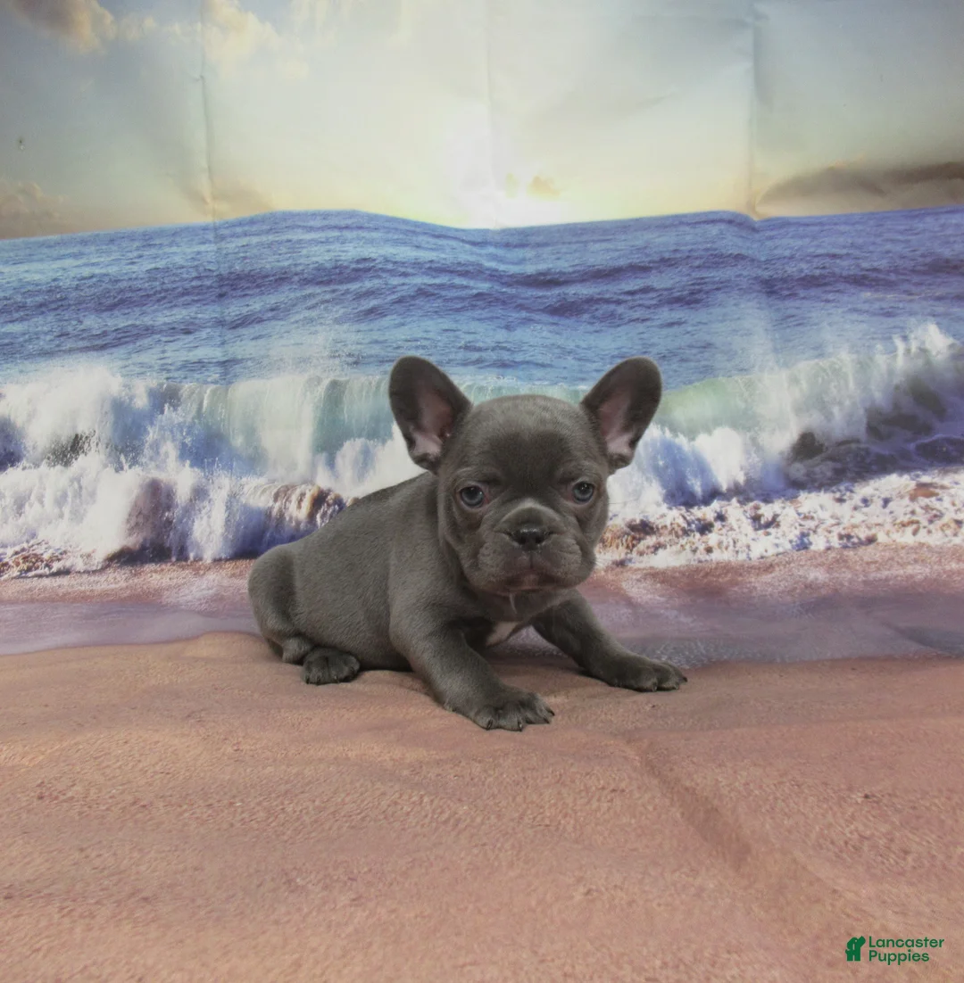 French Bulldog dogs for sale: AKC Raina - Ad 2