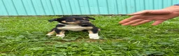 Border Collie dogs for sale: Susie Border Collie  - Ad 2